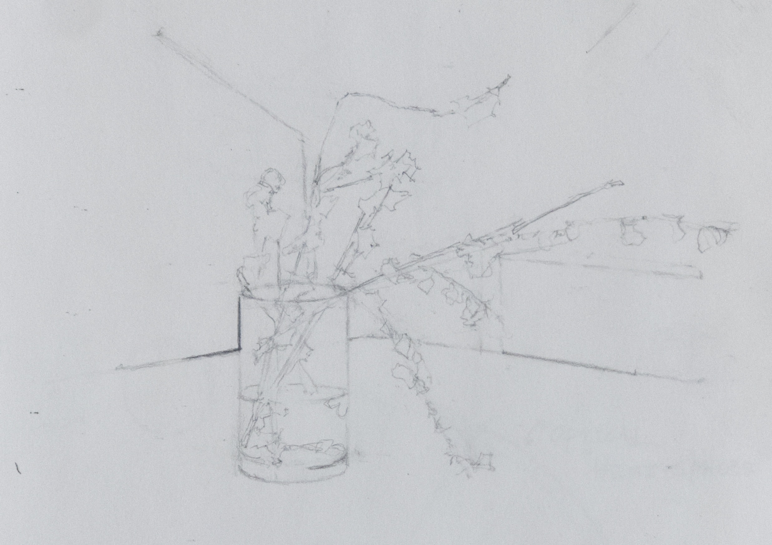 Forsythia